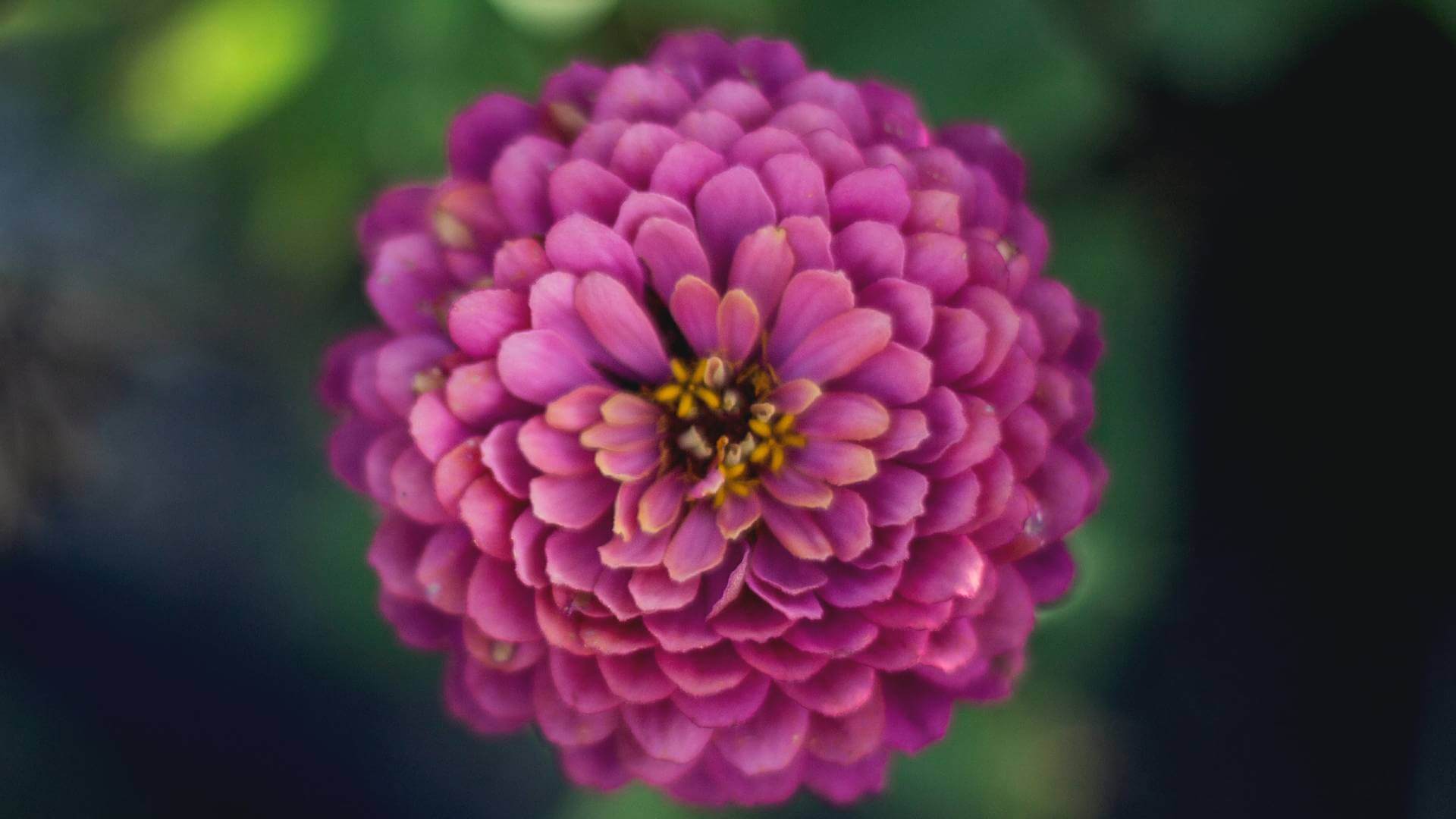 Growing Dahlias: Summer’s Most Artful Flower